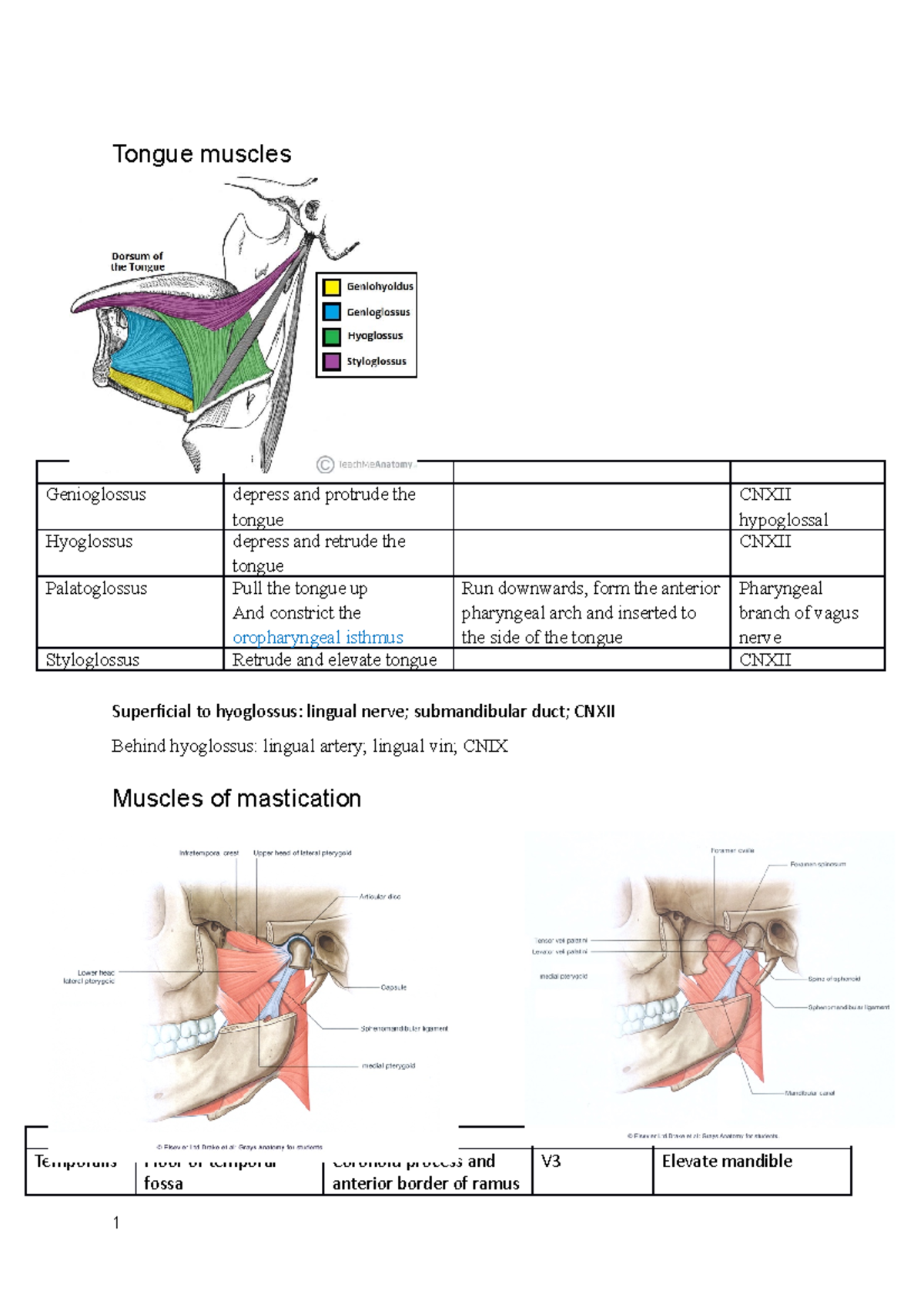 MICN301 Block Module Regional Clinical Anatomy Tongue muscles