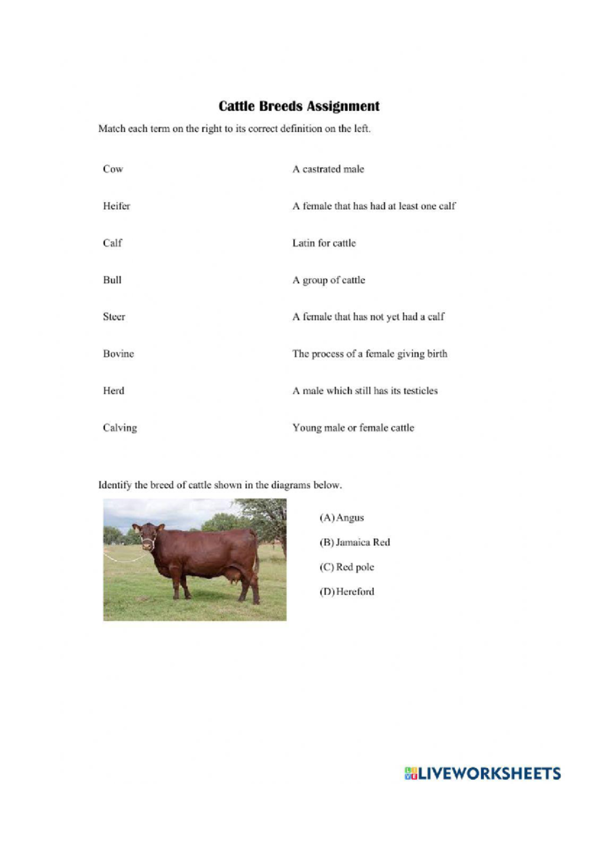 Attachment PDF Cattle Breeds Worksheet - Cattle Breeds Assignment Match ...