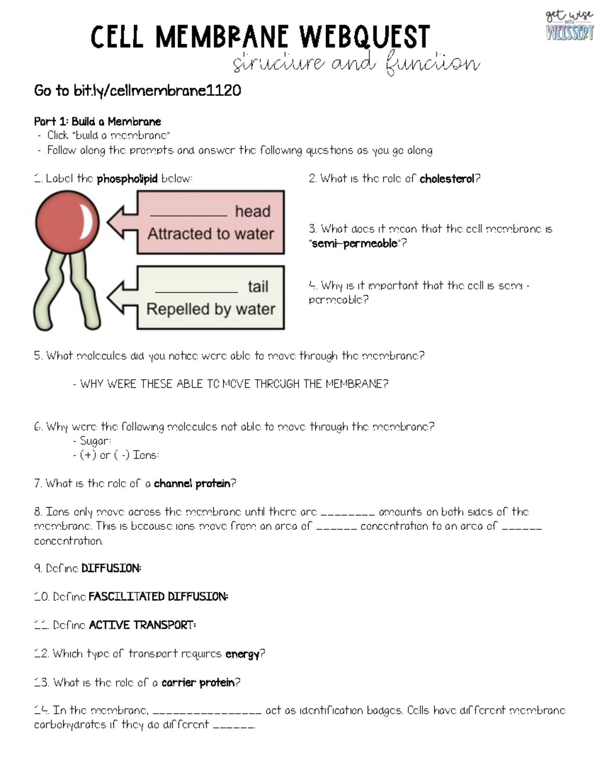 Biology Cell Membrane Webquest CELL MEMBRANE WEBQUEST Structure And 