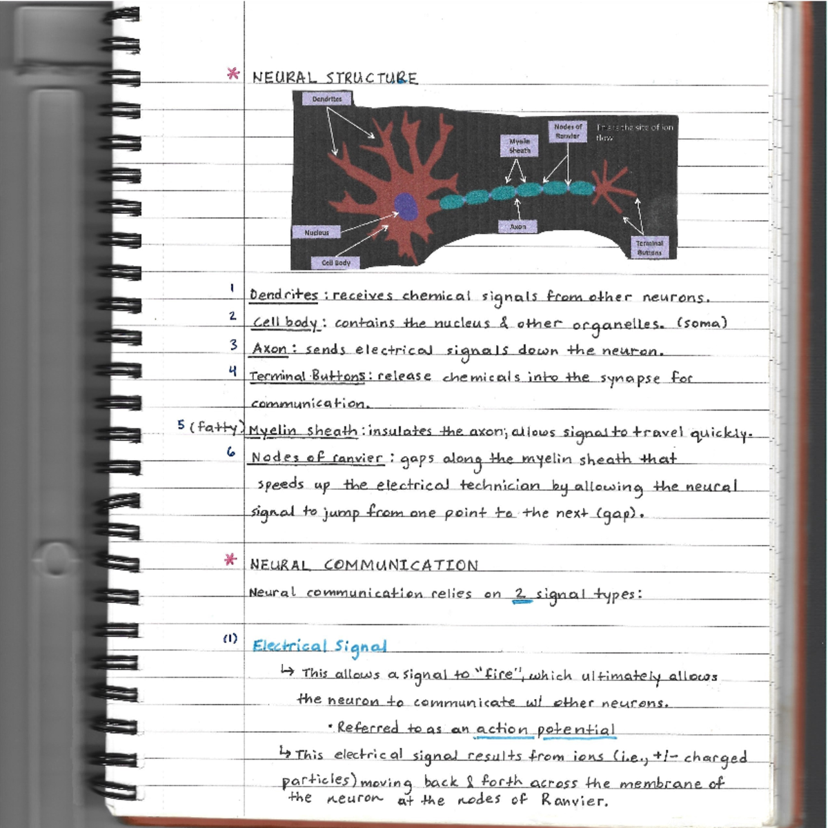 PSY327 Neuroscience Of Memory Pg.2 - PSY 327 - Studocu