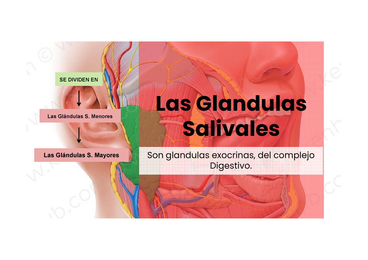 Glandulas Salivales Las Glandulas Salivales Las Glándulas S Menores