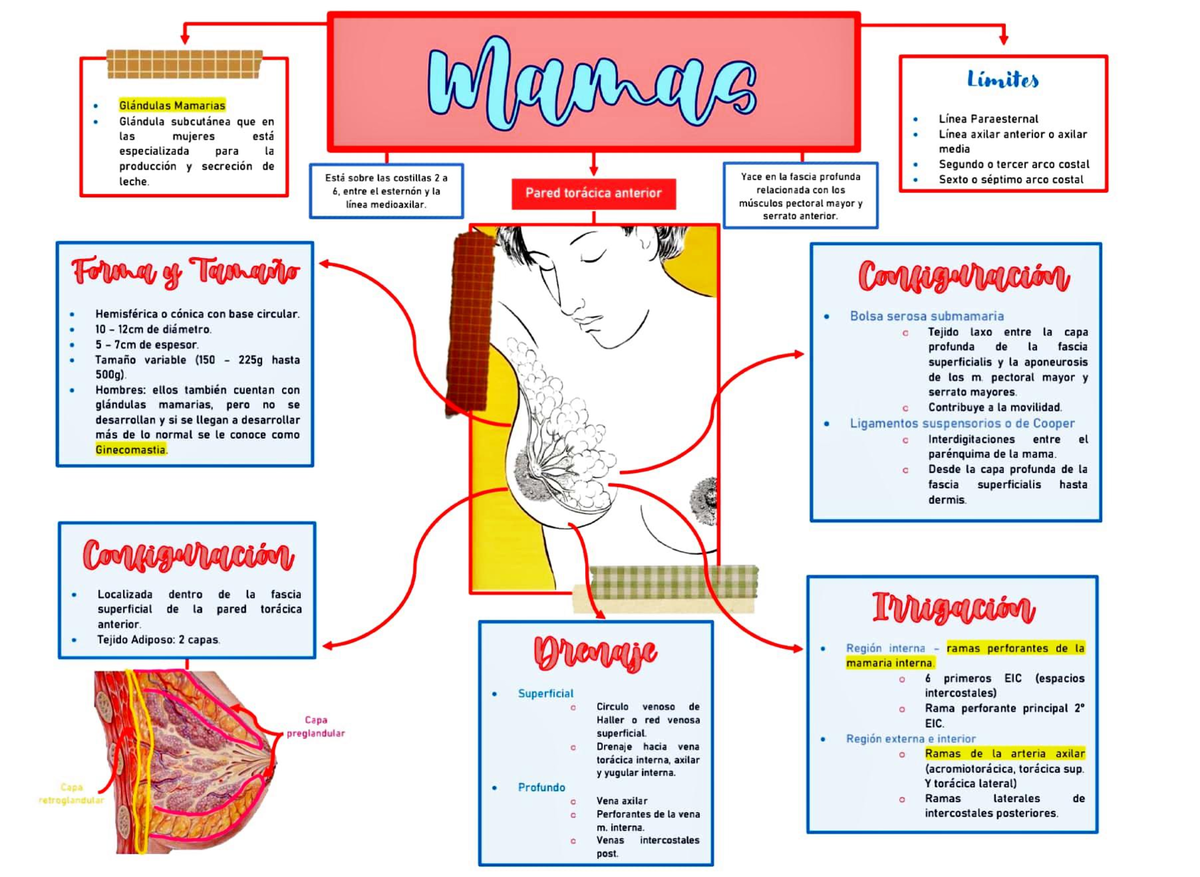 Glándula mamaria - Mapa conceptual - Anatomía Macroscópica - Studocu