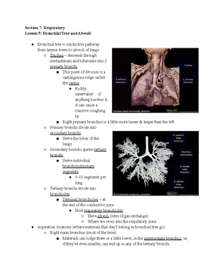 27- Erythrocytes - Detailed lecture notes on red blood cell structure ...