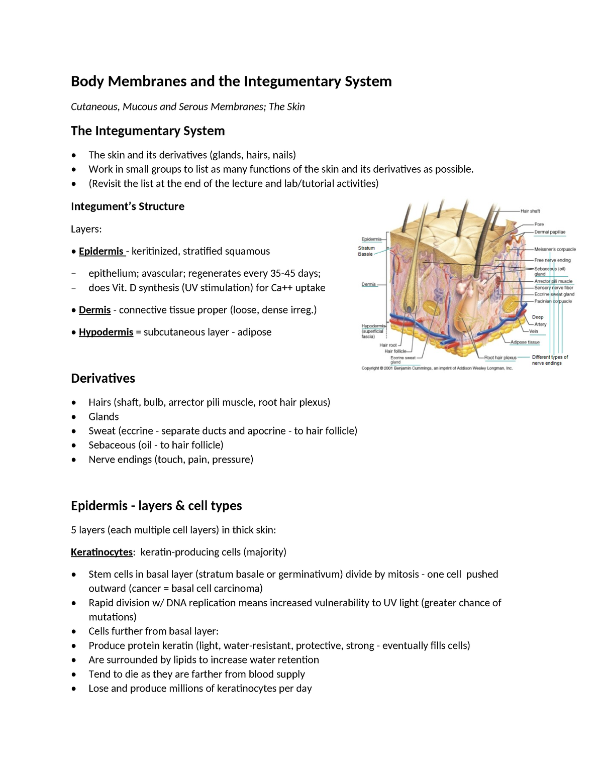 Body Membranes and the Integumentary System - Body Membranes and the ...