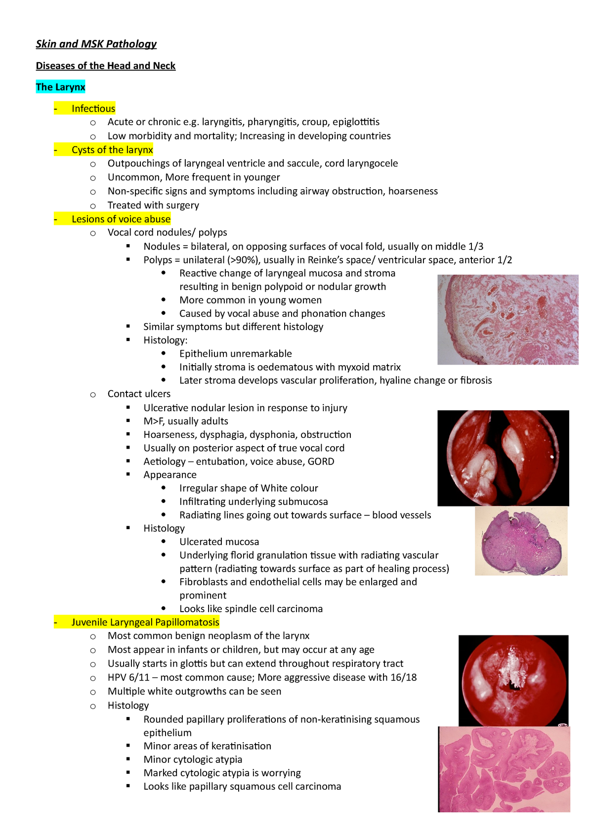 laryngeal ventricle histology