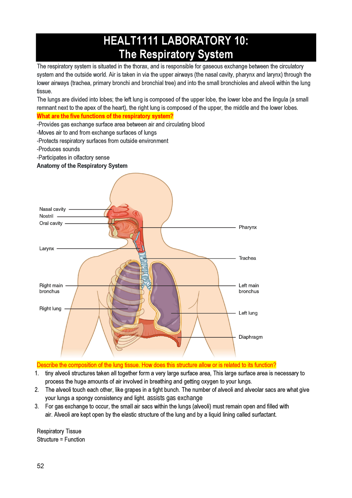 lab assignment respiratory system