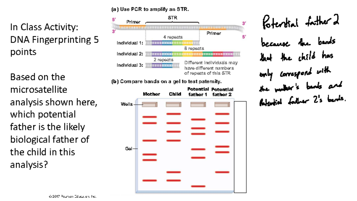 ICA 28 - In-class activity - (a) Use PCR to amplify an STR. 4 repeats ...