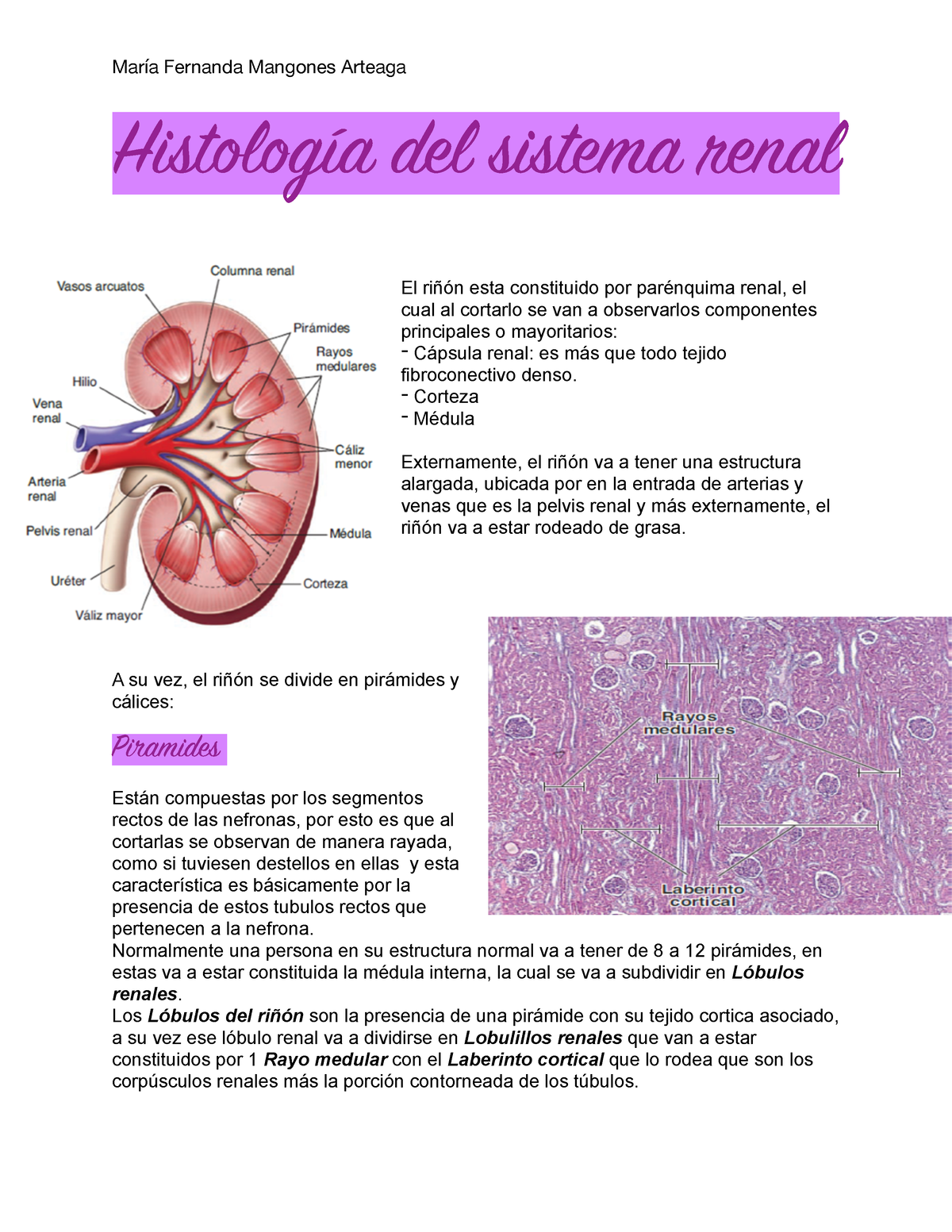 2histología Del Sistema Renal2histology Of The Urinary System