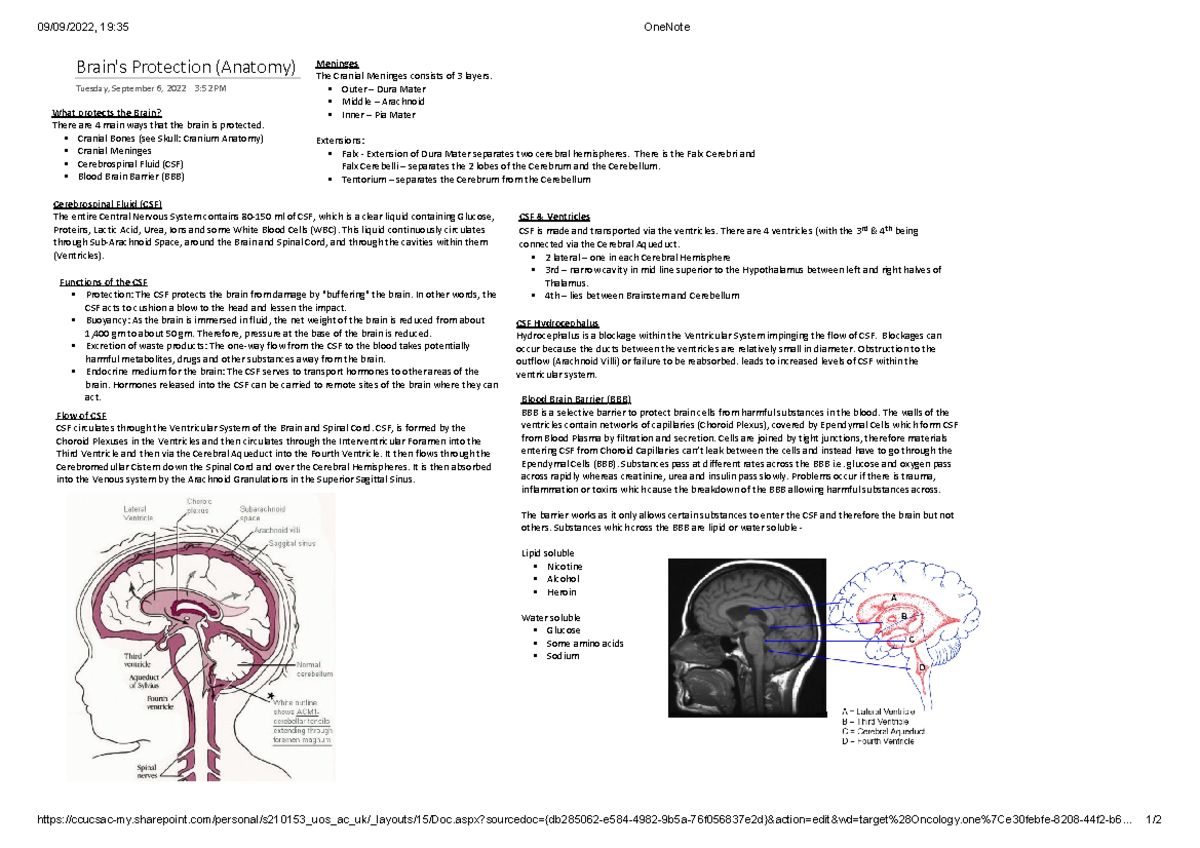 Brain's Protection (Anatomy) - 09/09/2022, 19:35 OneNote - Studocu