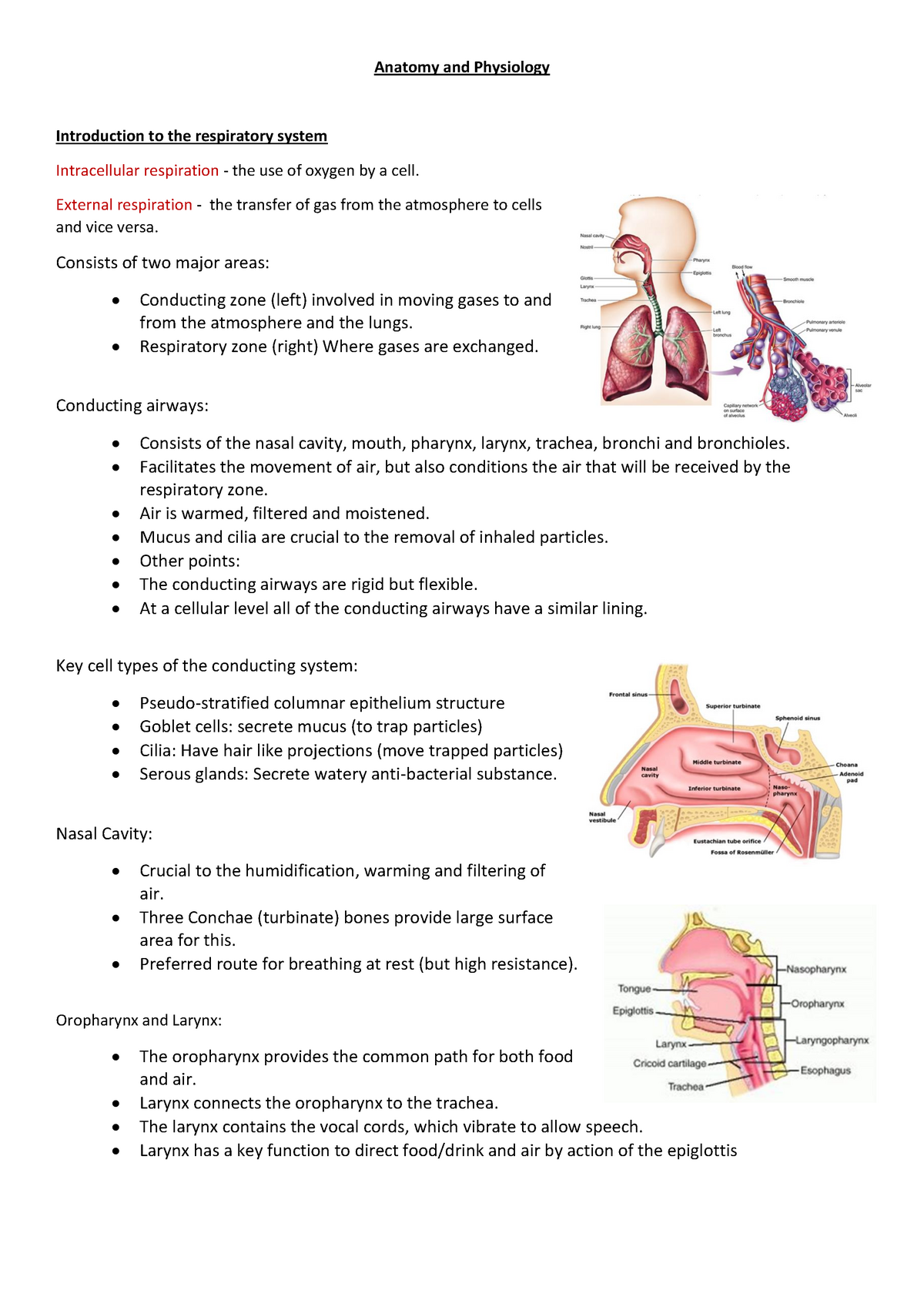 Anatomy and Physiology - Respiratory System - Anatomy and Physiology ...