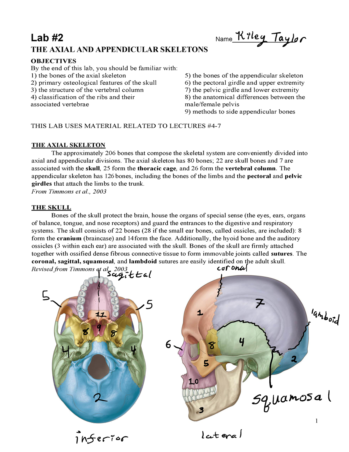 Lab 5 Bones and Features of the Pelvic Girdle Diagram