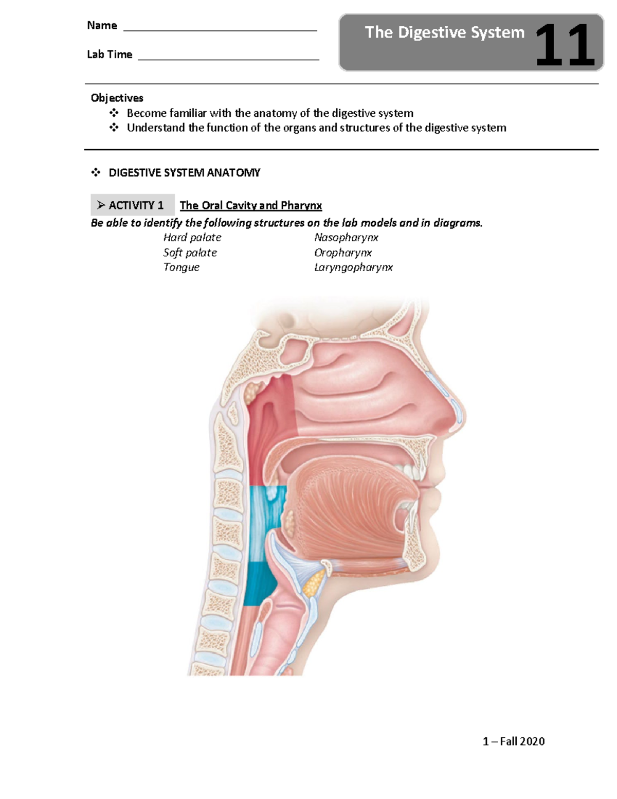 Lab 11 - Digestive System (F20)- Reya-Steele-November-2020 - Name