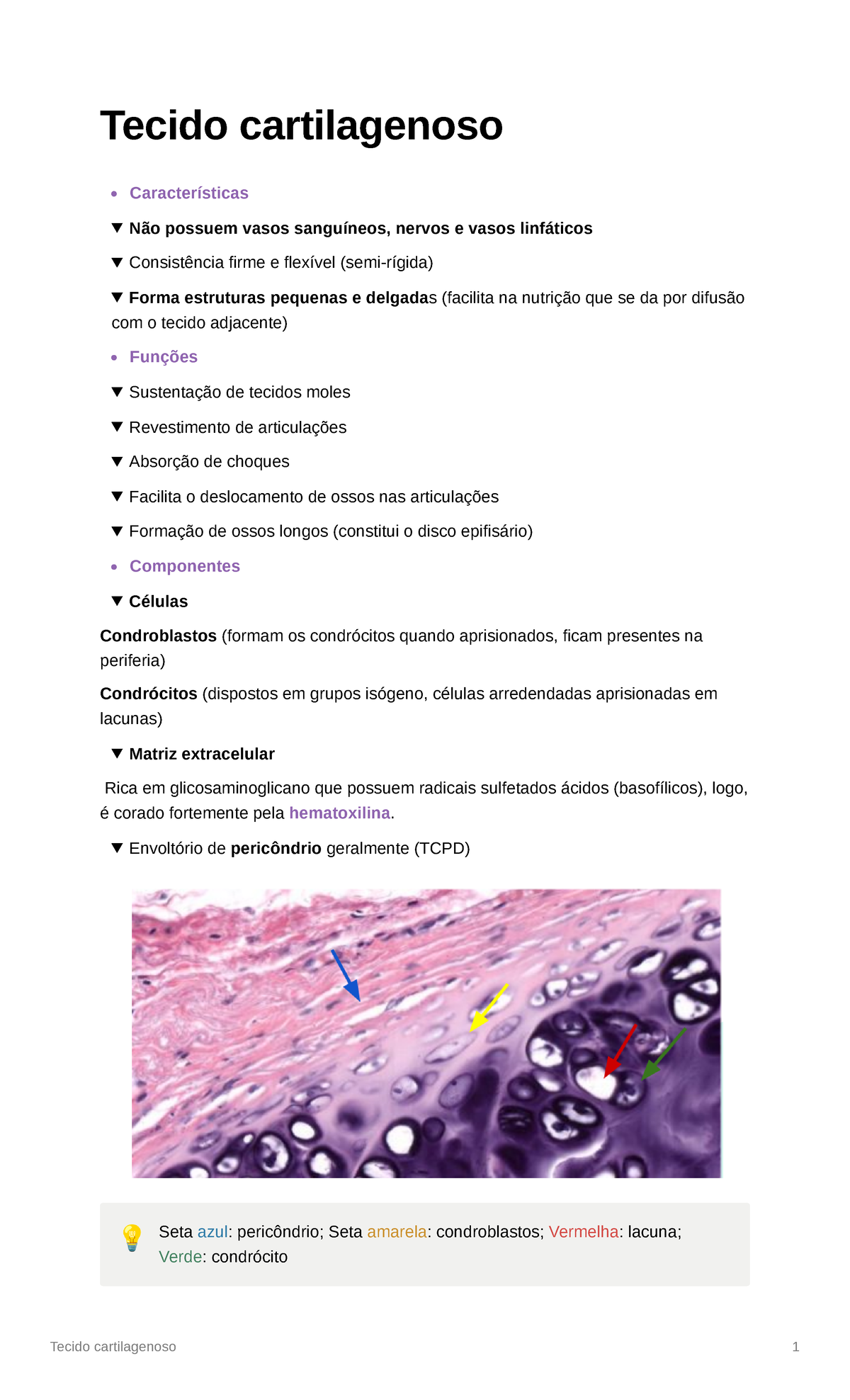 Tecido cartilagenoso - Envoltório de pericôndrio geralmente (TCPD) Seta ...