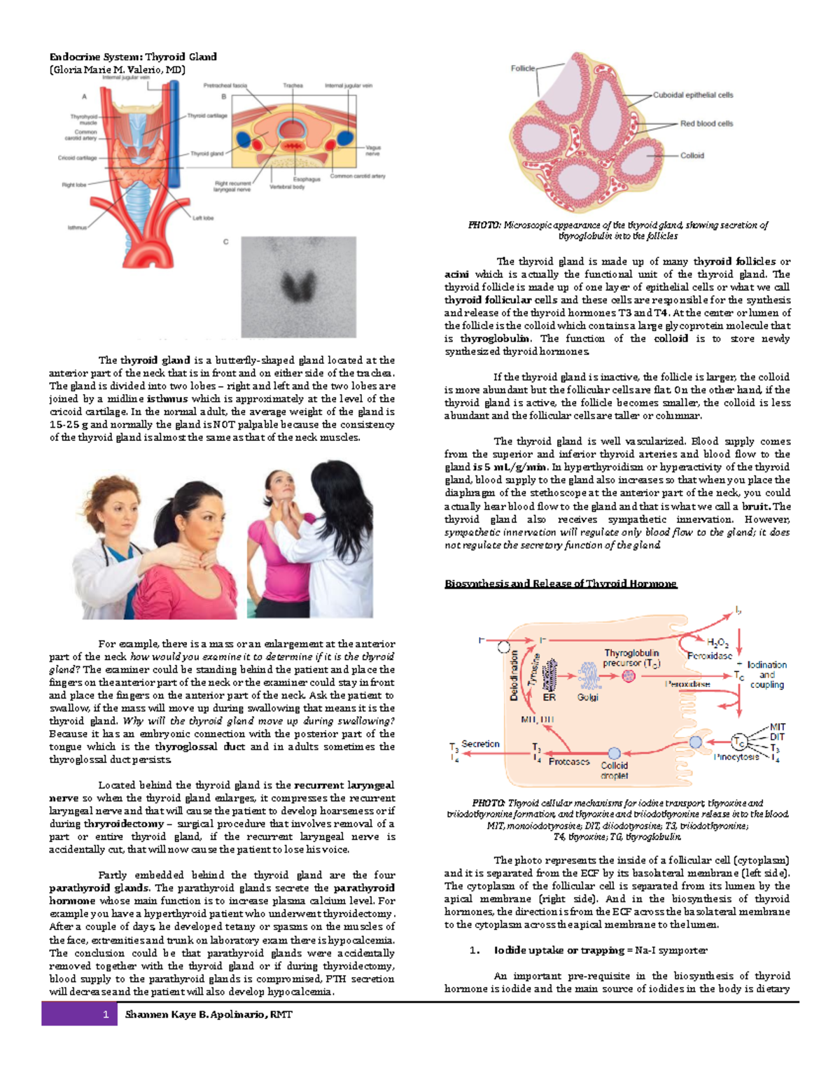 Thyroid Gland Physiology - Endocrine System: Thyroid Gland (Gloria ...