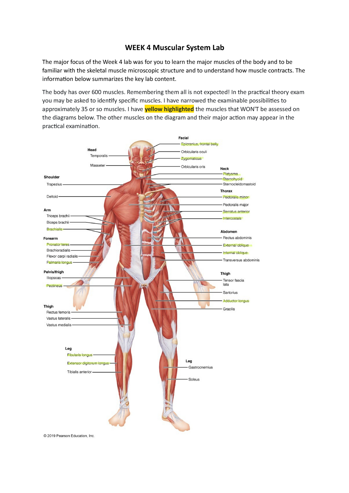 Week 4 Muscular System Lab Summary Week 4 Muscular System Lab The Major Focus Of The Week 4 1815