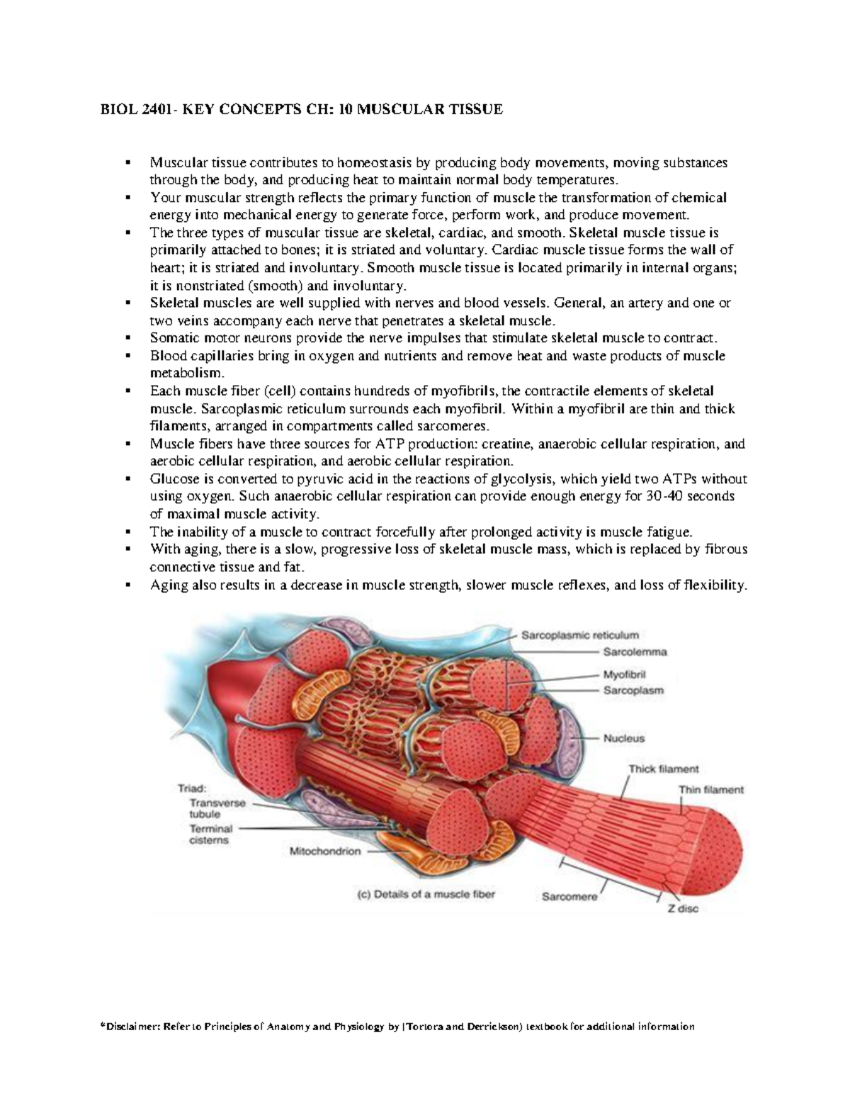 BIOL 2401-chapter 10 - Muscular Tissue - *Disclaimer: Refer To ...