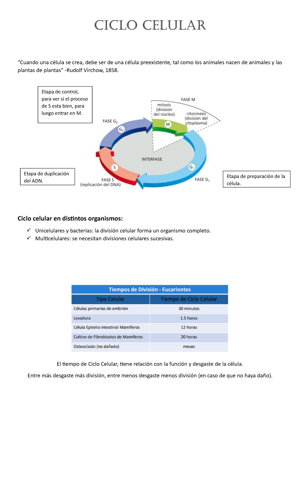 Ciclo Celular - CiClo Celular “Cuando una célula se crea, debe ser de ...
