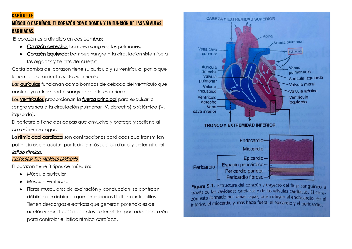 Capítulo 9 Músculo Cardíaco El Corazón Como Bomba Y La Función De Las Válvulas Cardíacas 2073