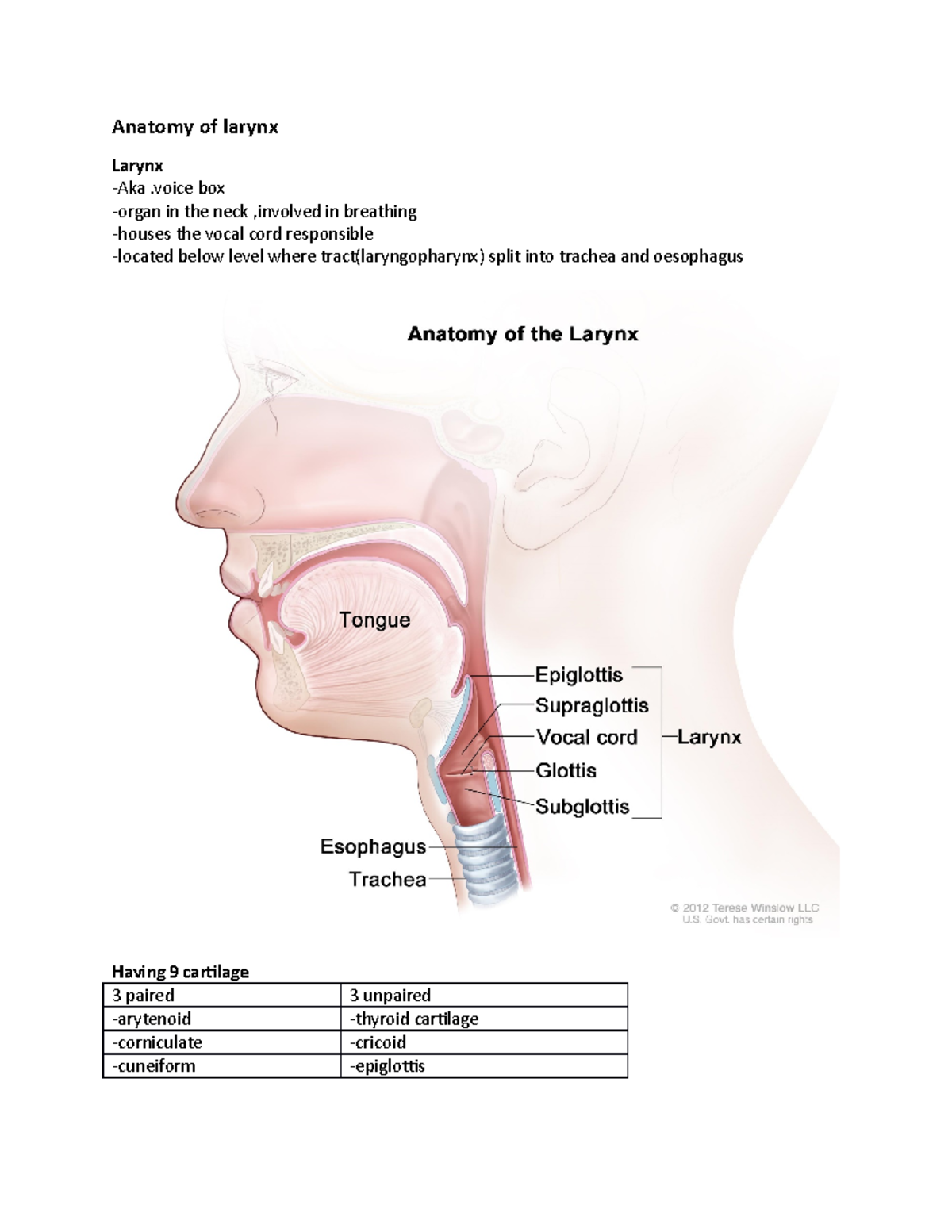 Anatomy of Larynx - Anatomy of larynx Larynx -Aka .voice box -organ in ...