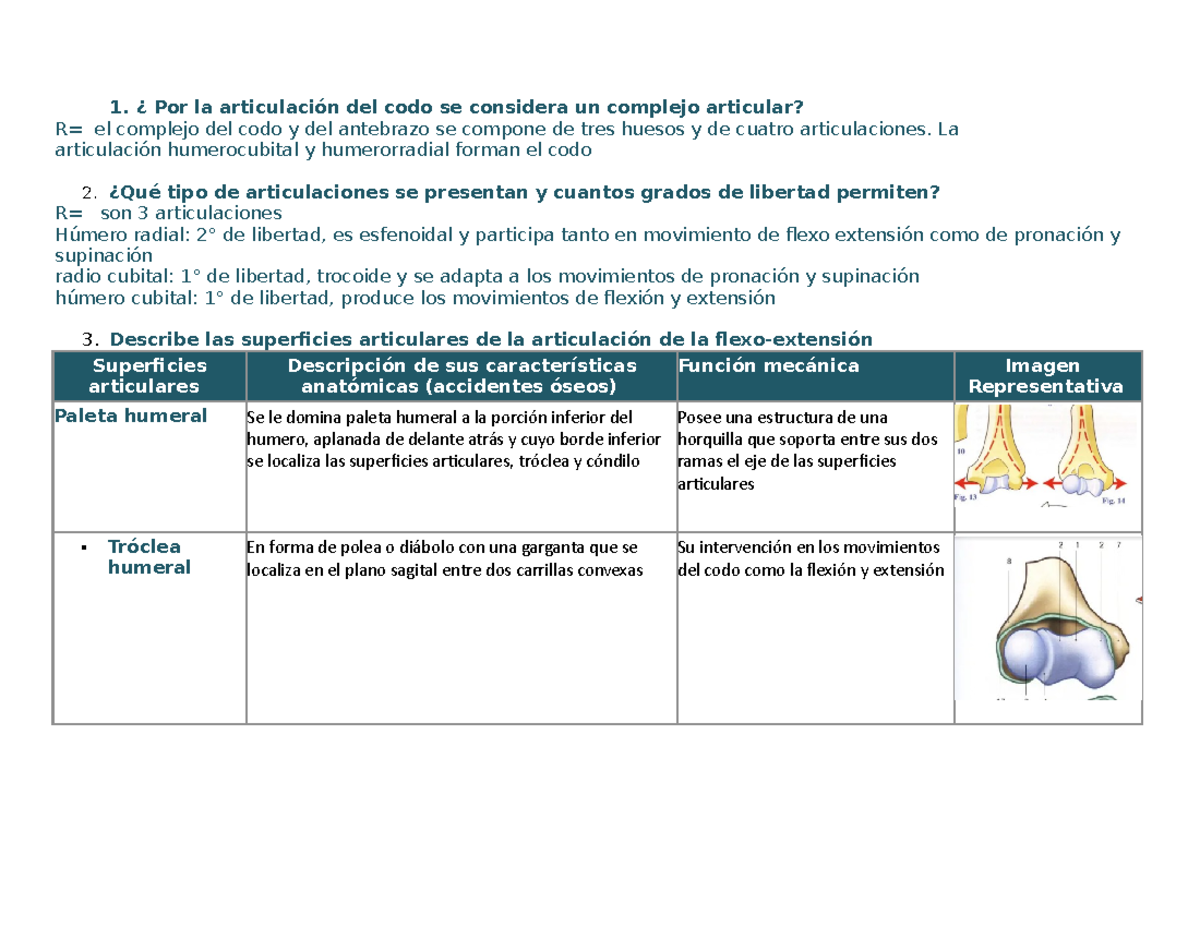 Articulacion Del Codo - ¿ Por La Articulación Del Codo Se Considera Un ...