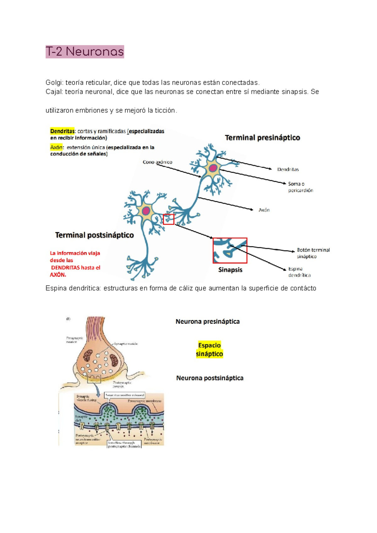 T-2 Neuronas - suerte - T-2 Neuronas Golgi: teoría reticular, dice que ...