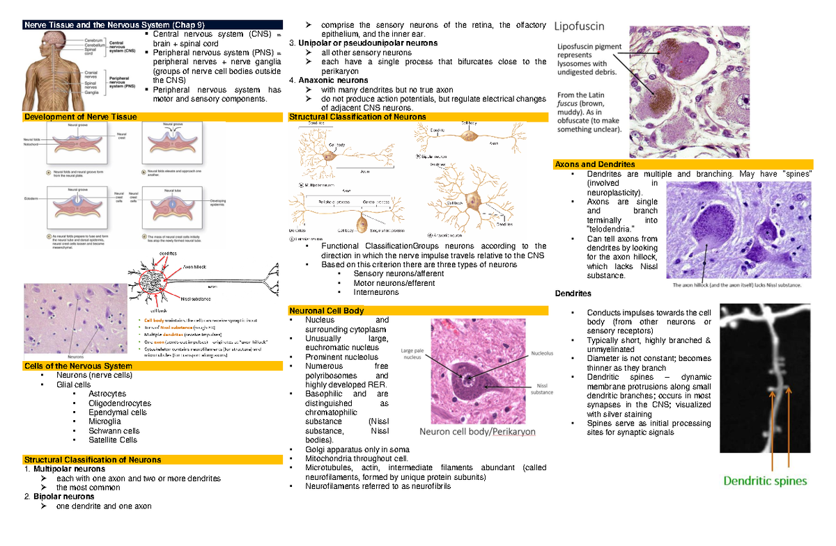 nerve-tissue-and-the-nervous-system-development-of-nerve-tissue-cells