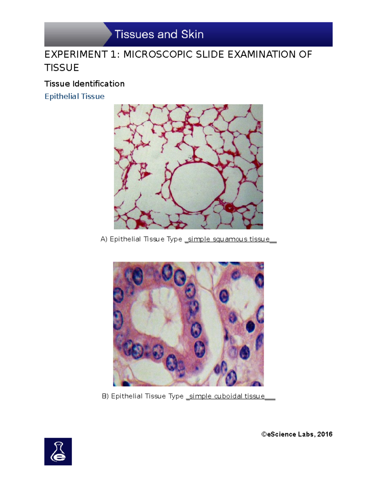 Lab5Tissues and SkinSp20 EXPERIMENT 1 MICROSCOPIC SLIDE