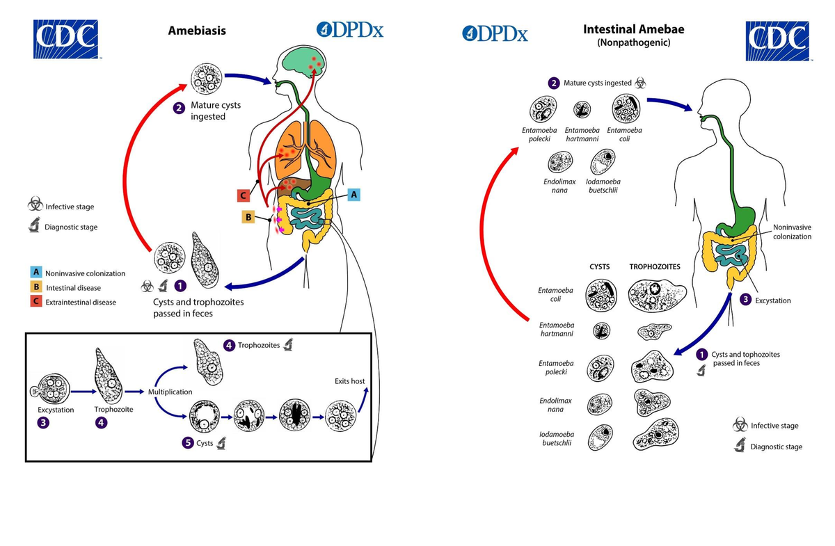 Life-Cycles - CDC Amebiasis ODPDx ODPDx Intestinal Amebae ...