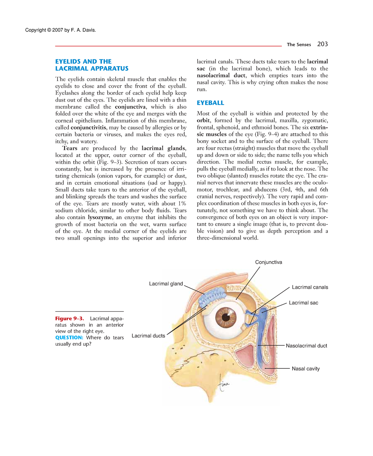 Anatomy And Physiology 23 Eyelids And The Lacrimal Apparatus The Eyelids Contain Skeletal 