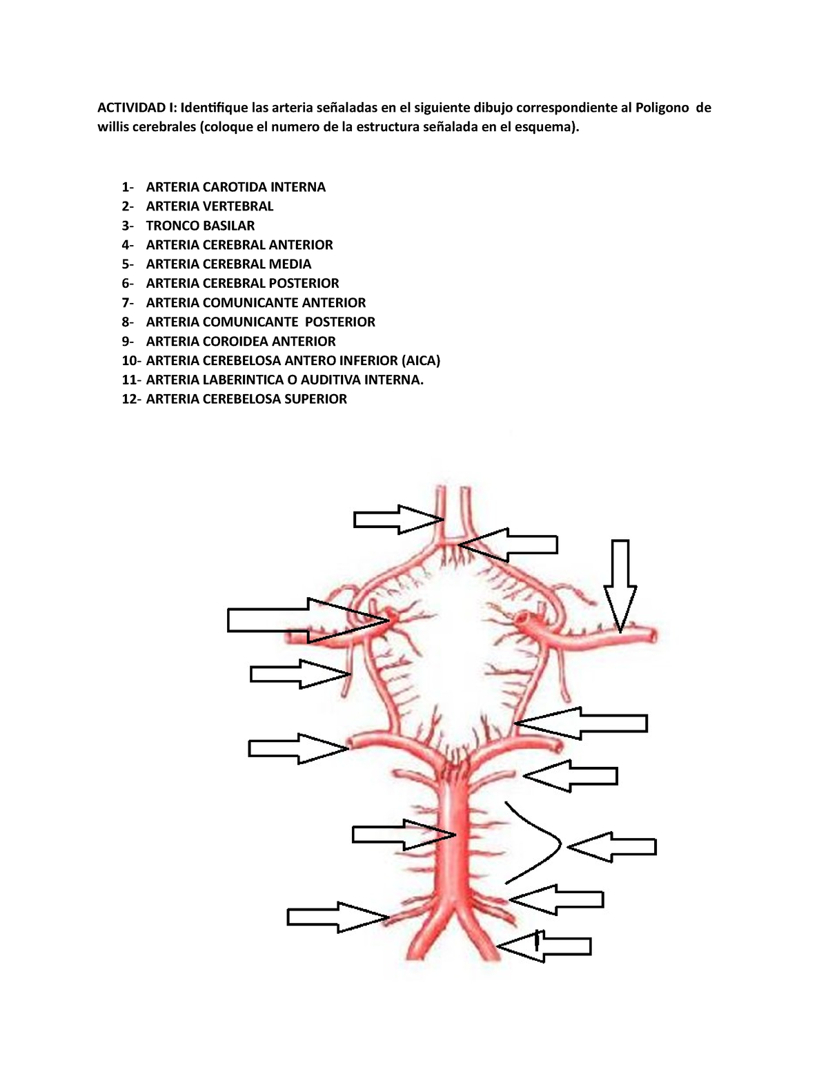 Actividades Unidad 6 Meninges Irrigacion Y Drenaje Actividad I Identifique Las Arteria 4301