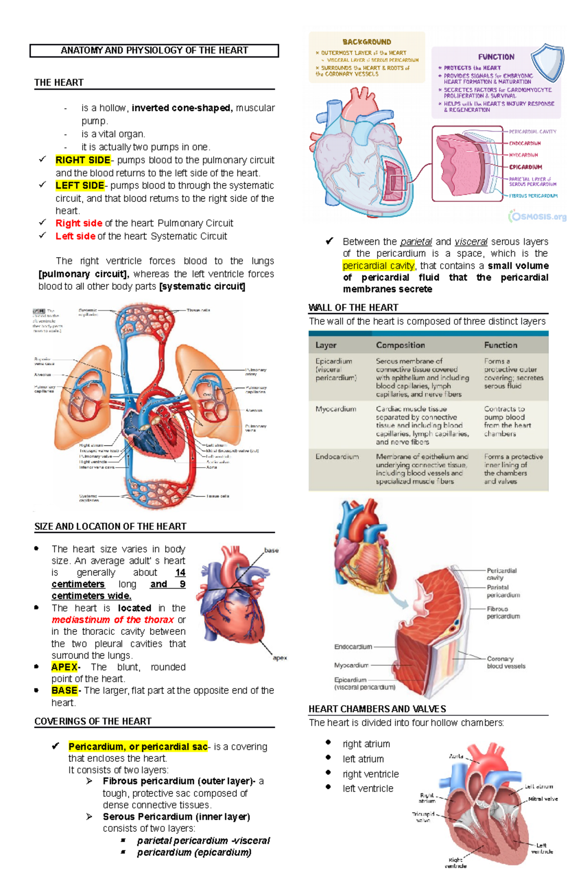 Heart - LOL - ANATOMY AND PHYSIOLOGY OF THE HEART THE HEART - is a ...