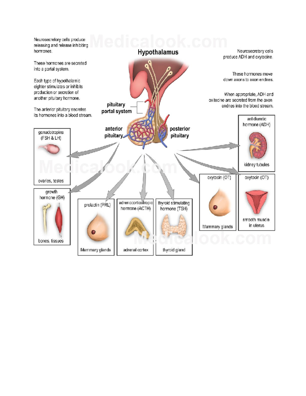 NU 184 Unit 9 Pituitary Gland Diagram (need to know) - Nur 265 - Studocu