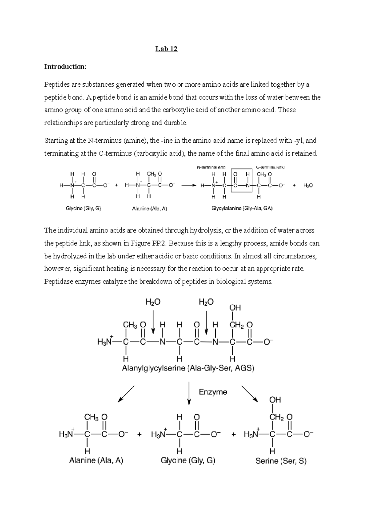 Lab 12 Peptides are substances generated when two or more amino acids