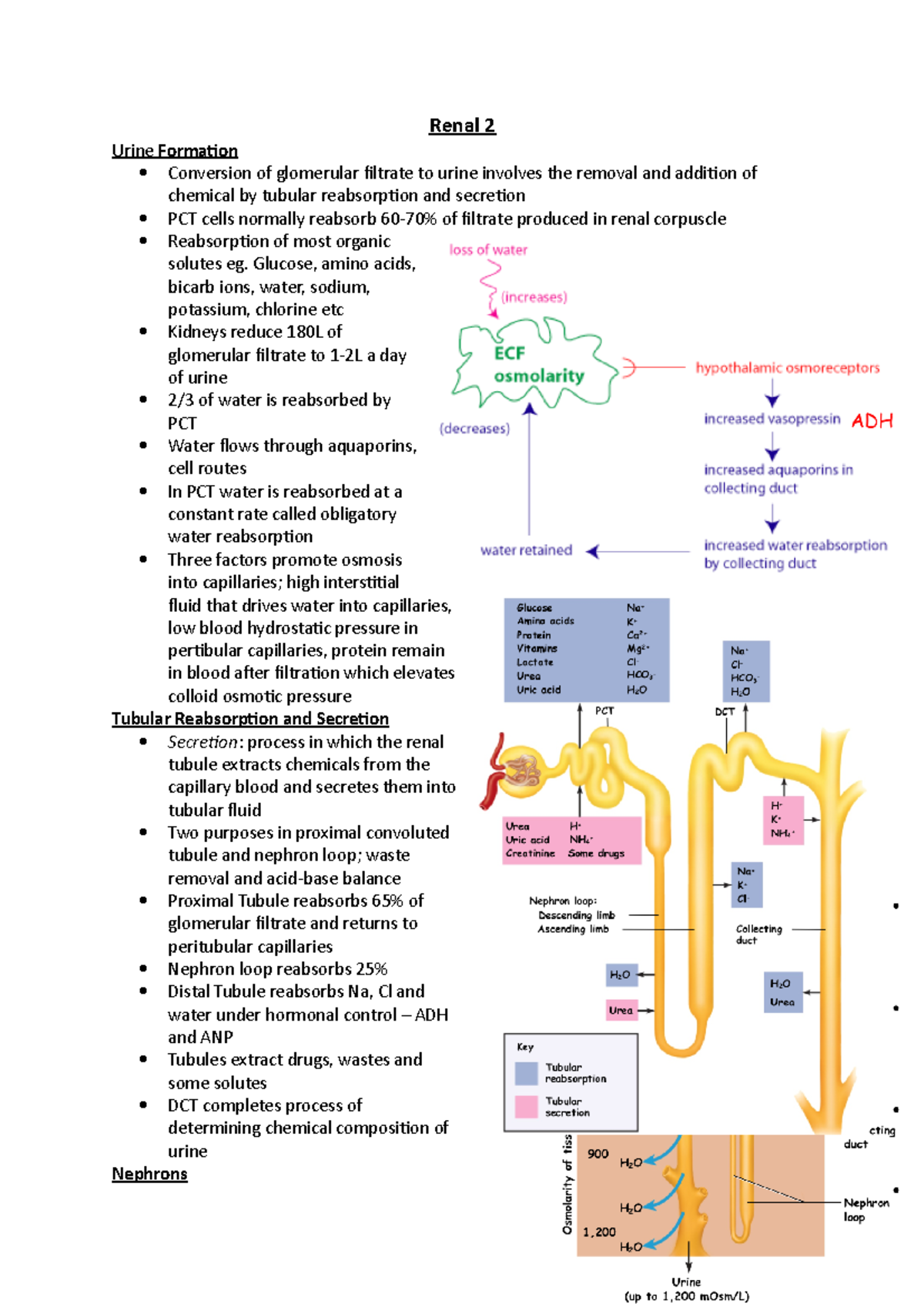 Renal Two Lecture Notes for 2018/2019 - Renal 2 Urine Formation ...