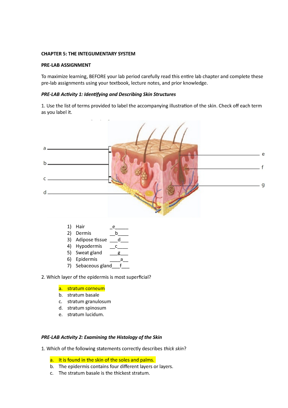 Chap 5 Pre-lab activities Skin - CHAPTER 5: THE INTEGUMENTARY SYSTEM ...