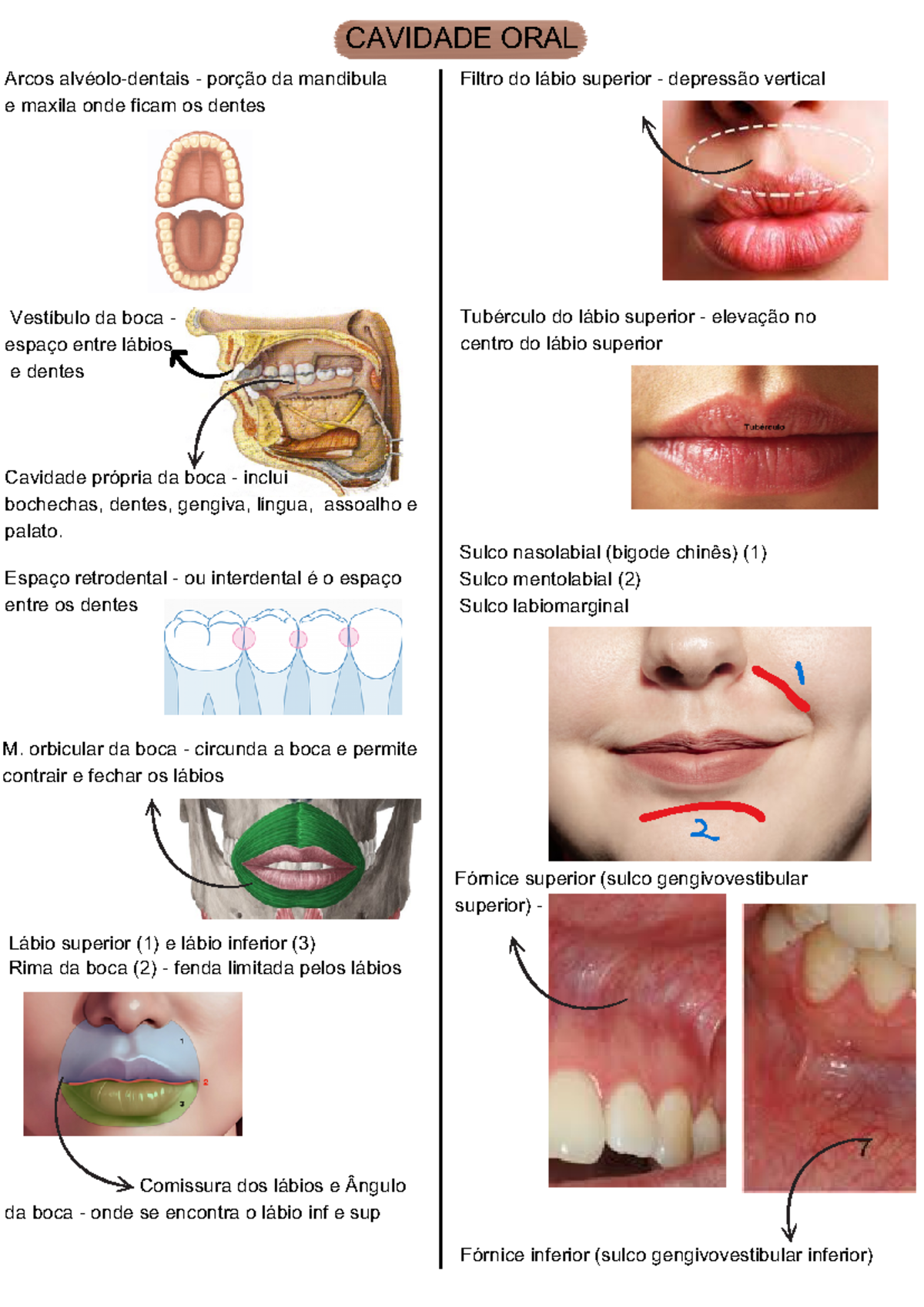 Cavidade oral - Resumo Human Anatomy - Comissura dos lábios e Ângulo da ...