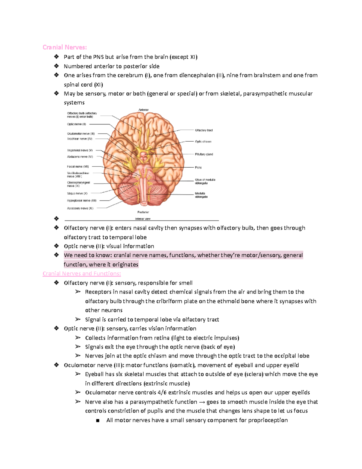 Lecture 14 - Cranial Nerves: Part of the PNS but arise from the brain ...