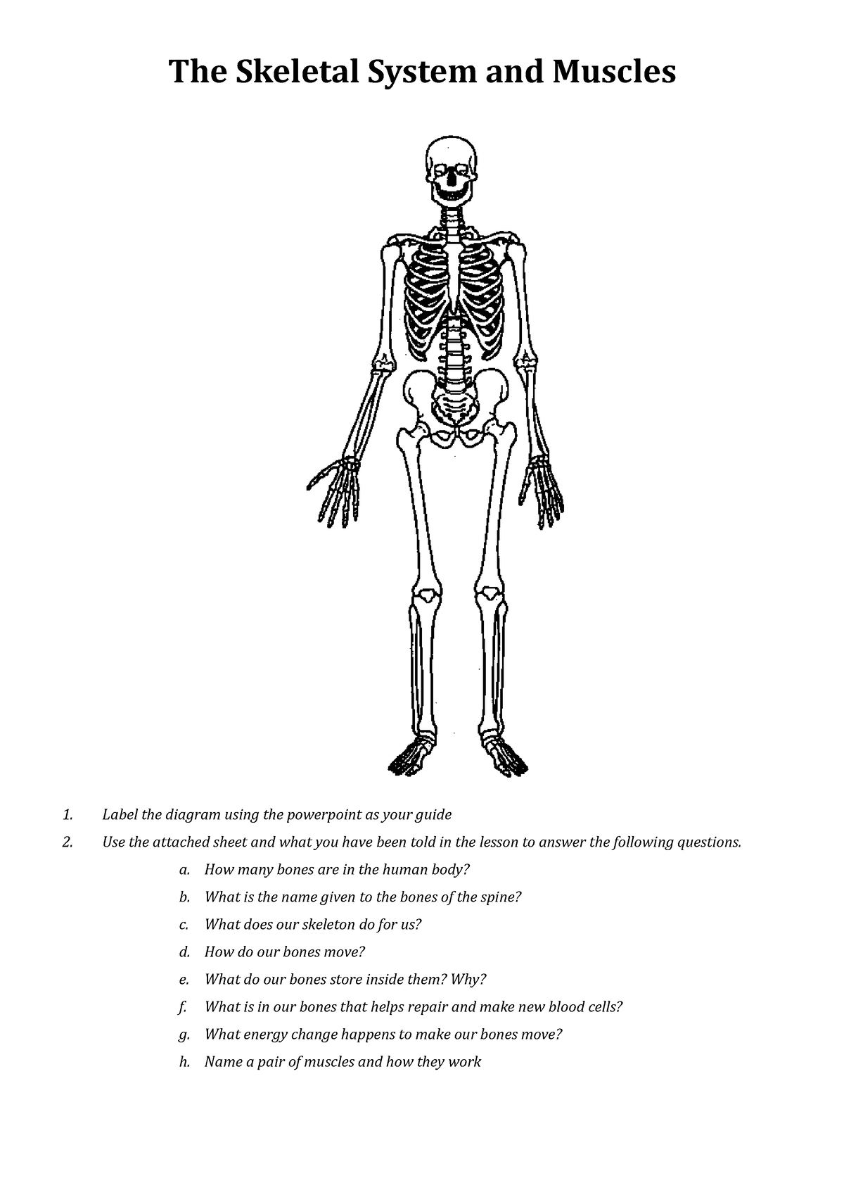 Скелет человека чб