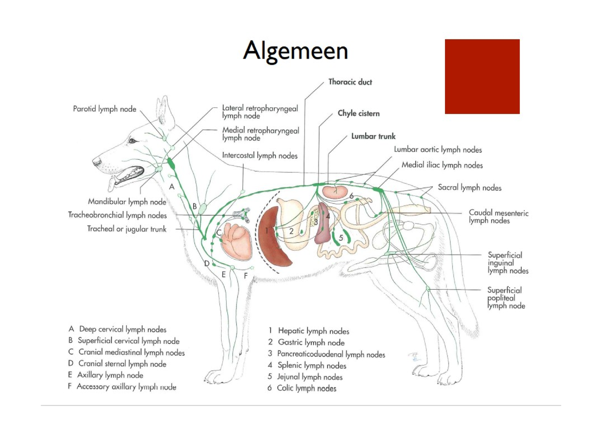 Lymfeknopen Hond Anatomie Studocu