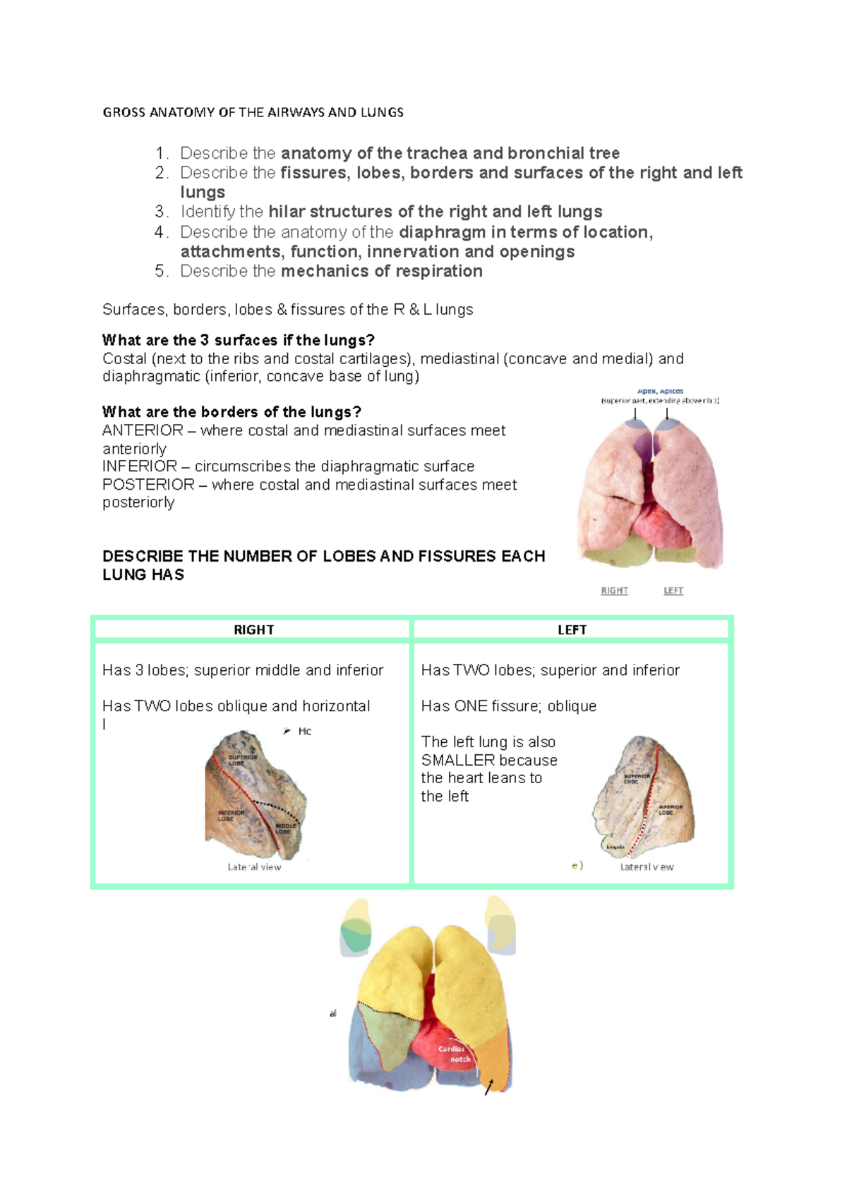 Gross anatomy of the airways and lungs - GROSS ANATOMY OF THE AIRWAYS ...