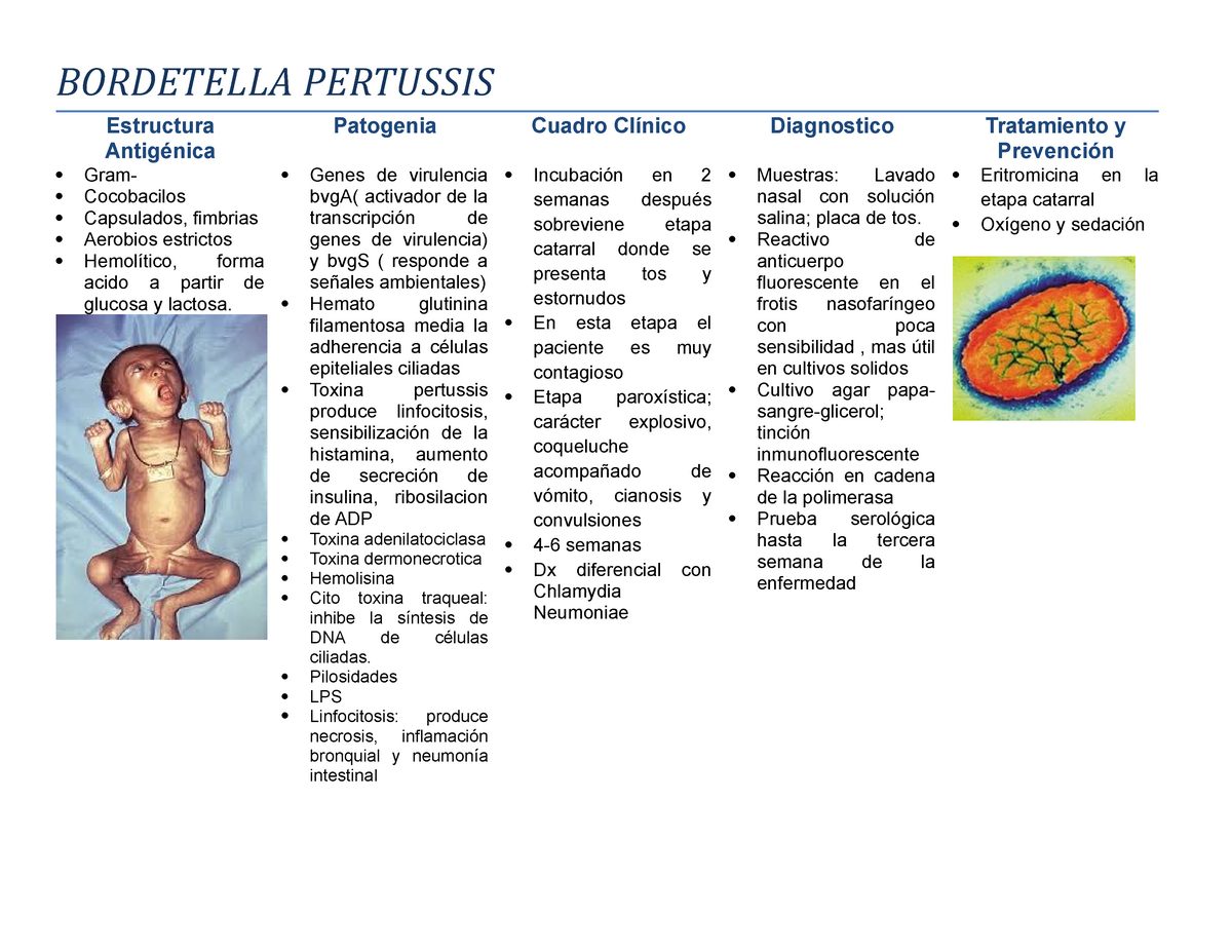 Анализ bordetella pertussis. Схема исследования бордетелла пертуссис. Bordetella pertussis как берут анализ.