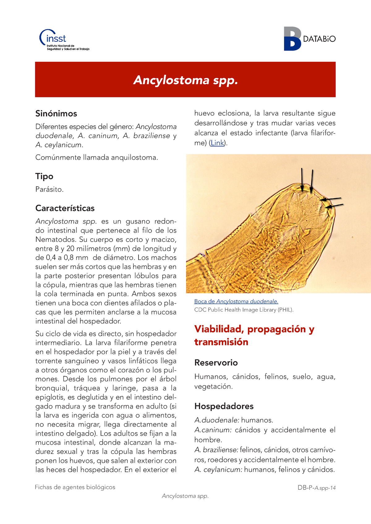 huevo de ancylostoma duodenale