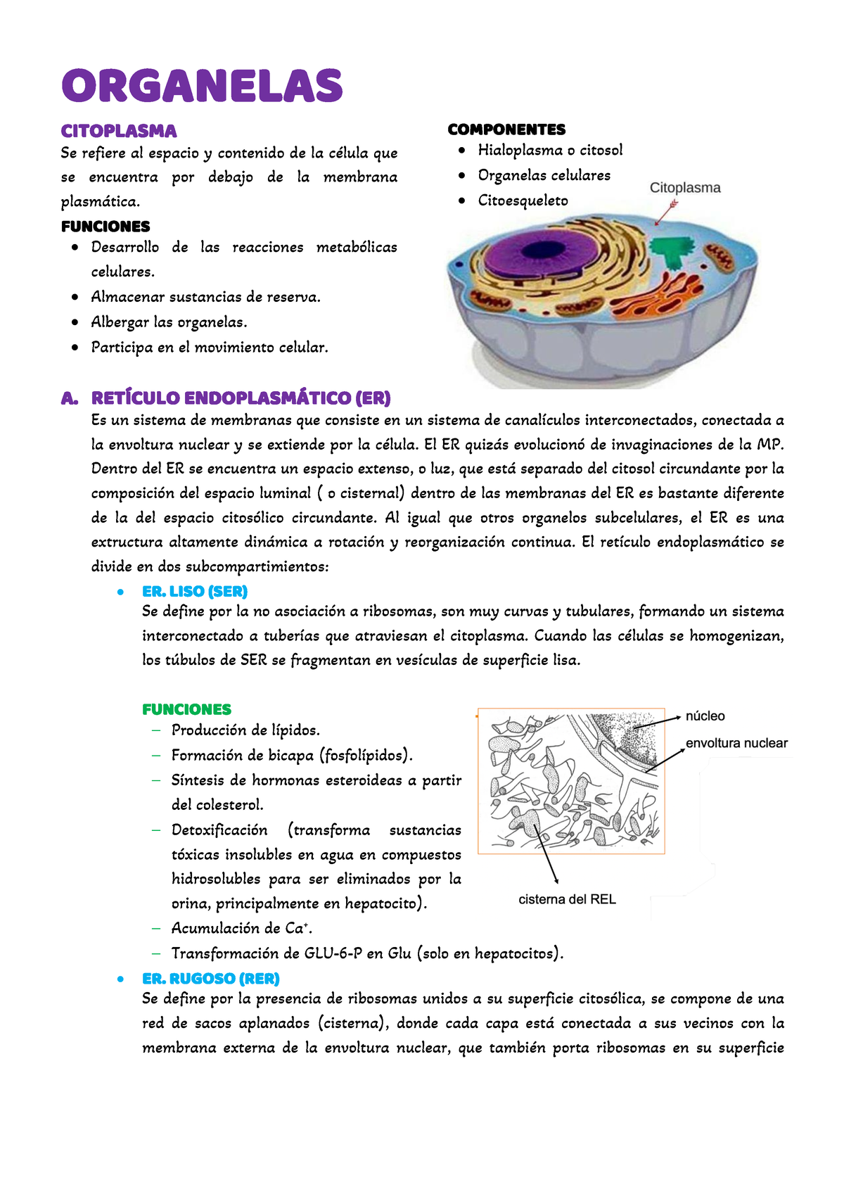 Organelas - ....... - ORGANELAS CITOPLASMA Se Refiere Al Espacio Y ...