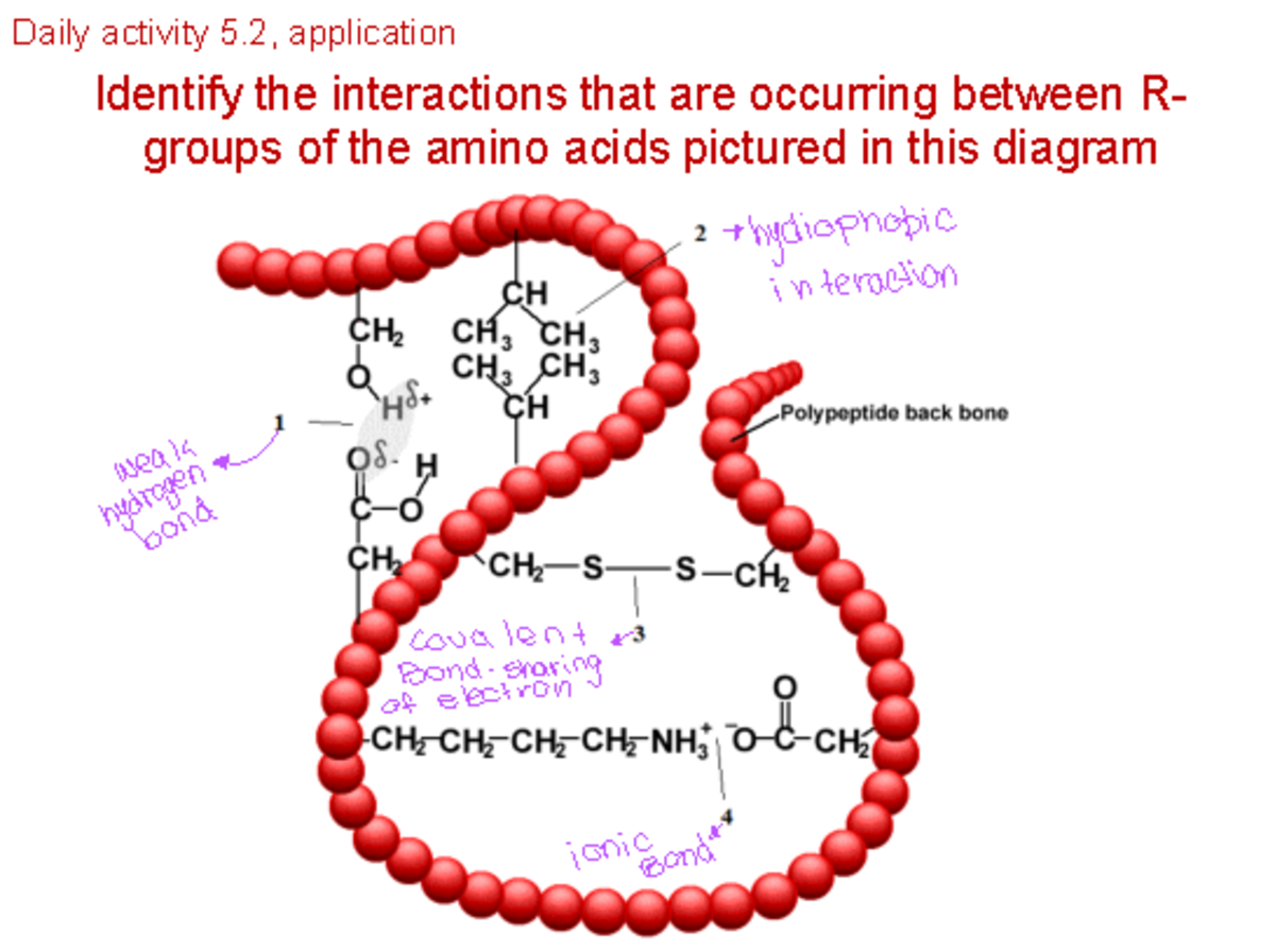 Daily Activity 5.2 - BSC 1010C - Identify the interactions that are ...