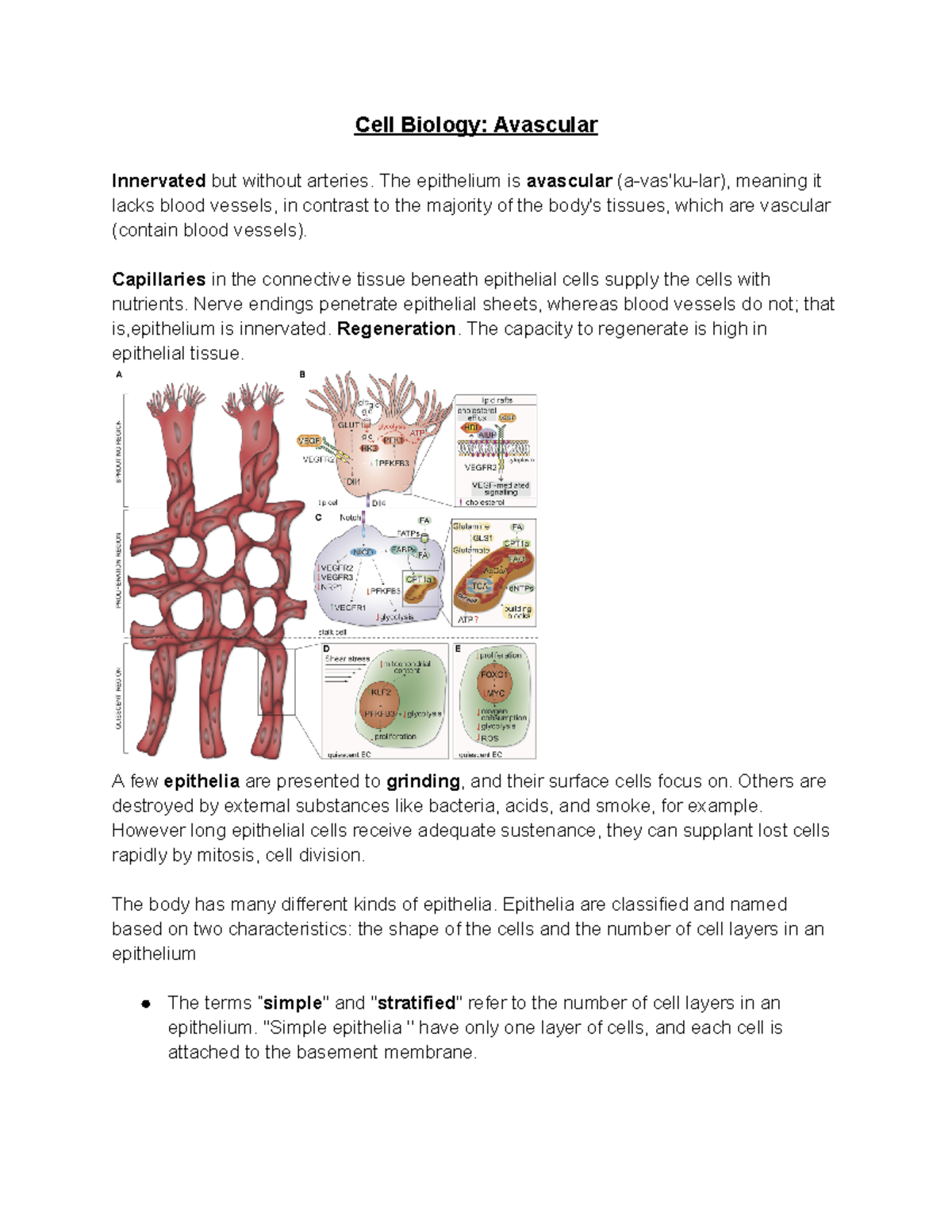 Cell Biology Avascular Cell Biology Avascular Innervated but without