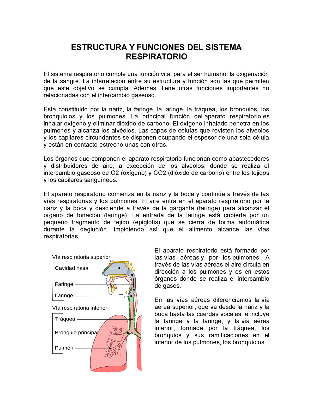 Estructura Y Funciones DEL Sistema Respiratorio - Anatomia - UAD - Studocu