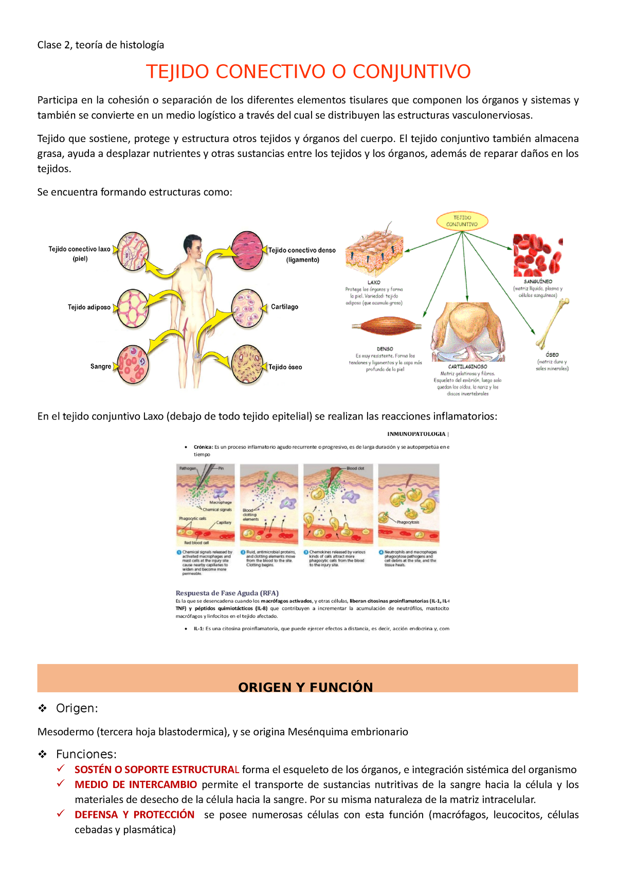 Clase 2 TC - HISTOLOGÍA HUMANA - USMP - Studocu