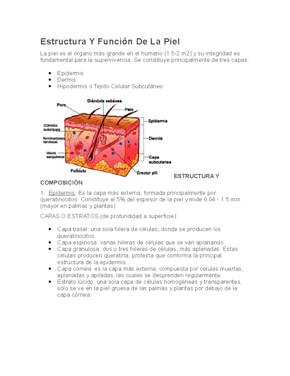 estructura y función de la piel