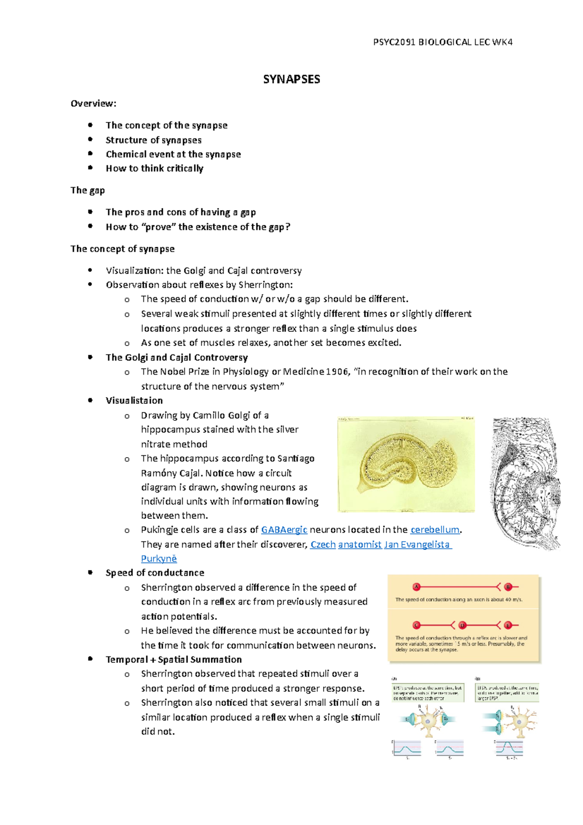 WK4 Synapses - Lecture notes 4 - PSYC2091 BIOLOGICAL LEC WK SYNAPSES ...