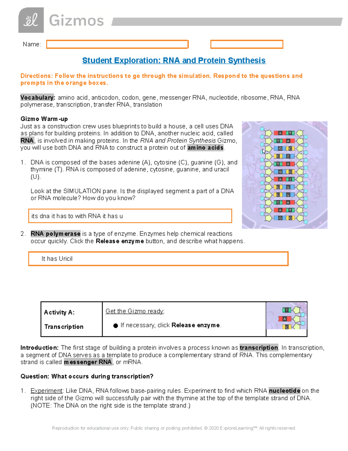 RNA Protein Synthesis Lab - Name: Student Exploration: RNA And Protein ...